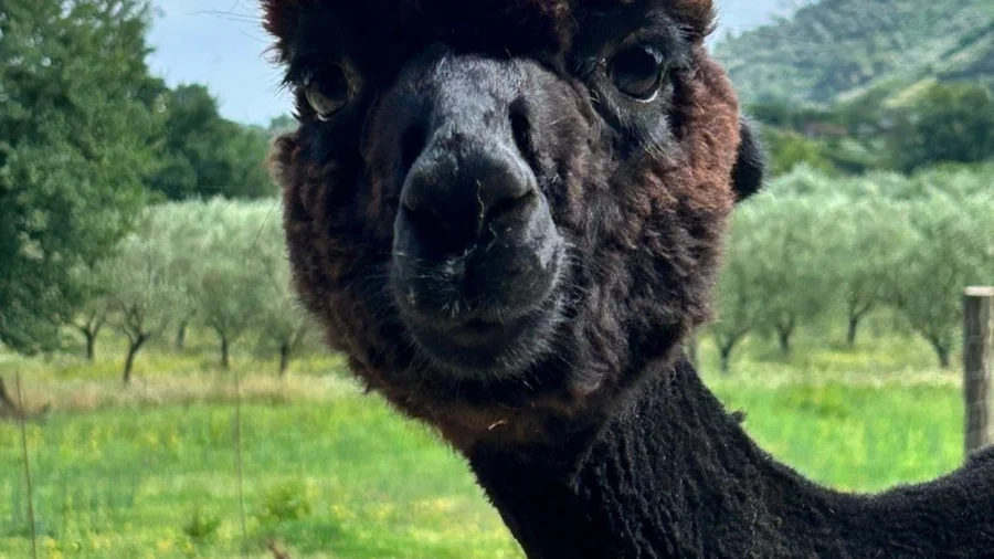 Passeggiata con Alpaca